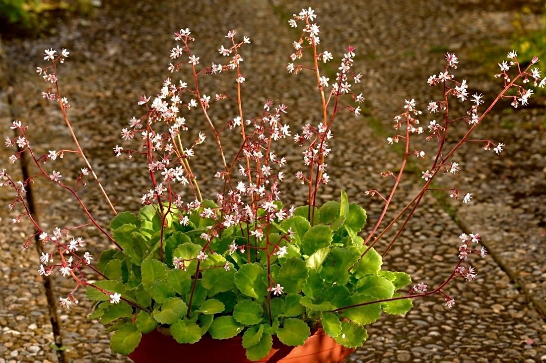Saxifraga cuneifolia x Saxifraga hirsuta